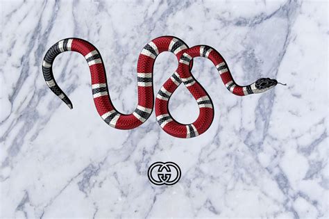 wallpapers gucci snake|gucci snake wallpaper pc.